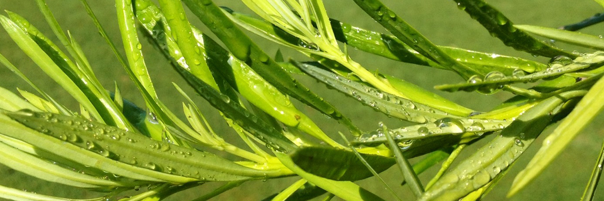 leaves with water droplets